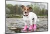 Dog in the Rain-Javier Brosch-Mounted Photographic Print