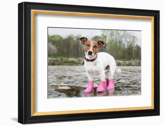 Dog in the Rain-Javier Brosch-Framed Photographic Print