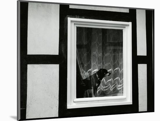 Dog In Window, Europe, 1968-Brett Weston-Mounted Photographic Print