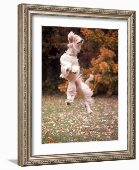 Dog Jumping in Air-John Dominis-Framed Photographic Print