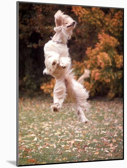 Dog Jumping in Air-John Dominis-Mounted Photographic Print