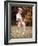 Dog Jumping in Air-John Dominis-Framed Photographic Print