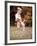 Dog Jumping in Air-John Dominis-Framed Photographic Print