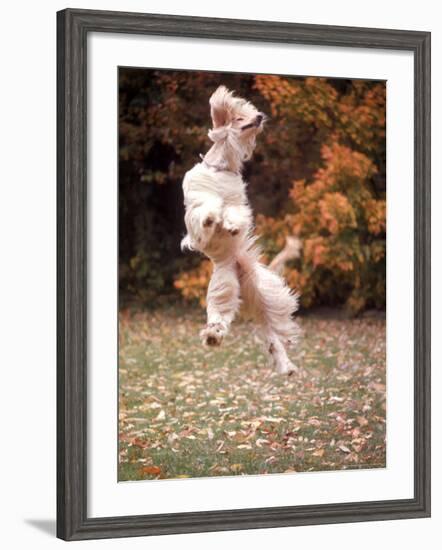 Dog Jumping in Air-John Dominis-Framed Photographic Print