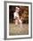 Dog Jumping in Air-John Dominis-Framed Photographic Print