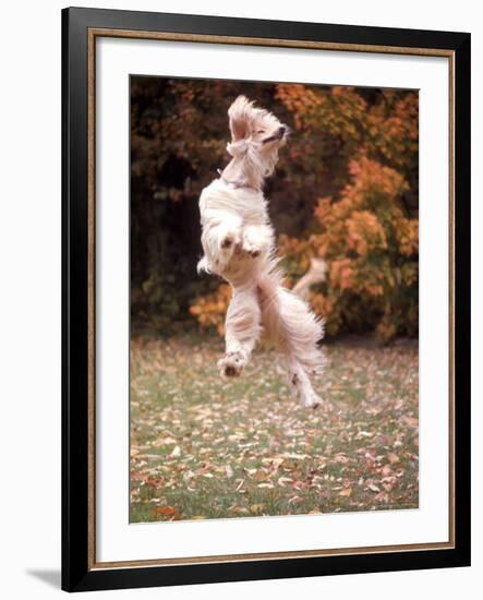 Dog Jumping in Air-John Dominis-Framed Photographic Print