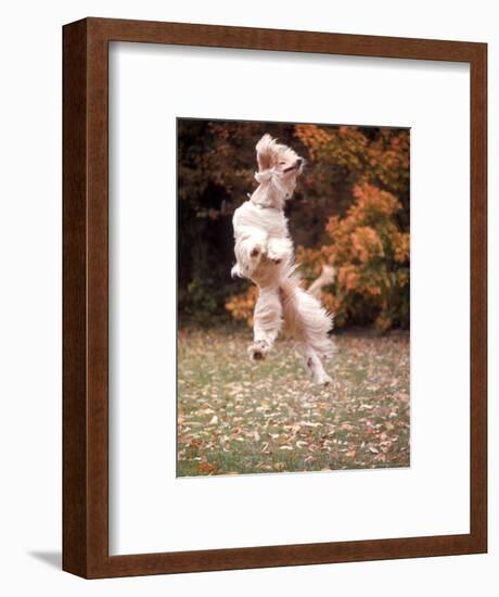 Dog Jumping in Air-John Dominis-Framed Photographic Print