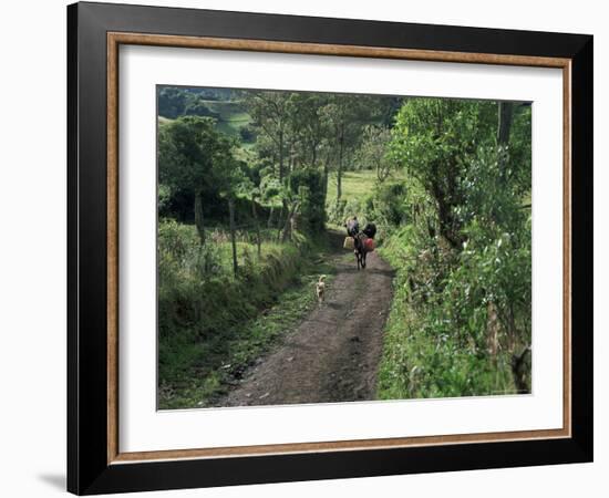 Dog Leads the Way for Donkey and Keeper, Near Cotopaxi Volcano, Ecuador, South America-Aaron McCoy-Framed Photographic Print