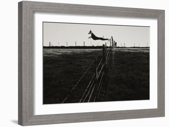 Dog Leaping Fence in Farmland-Fay Godwin-Framed Giclee Print