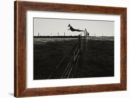 Dog Leaping Fence in Farmland-Fay Godwin-Framed Giclee Print