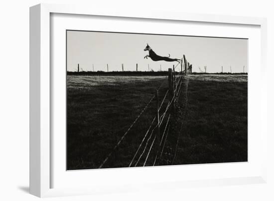 Dog Leaping Fence in Farmland-Fay Godwin-Framed Giclee Print