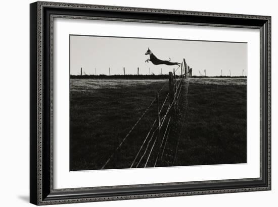 Dog Leaping Fence in Farmland-Fay Godwin-Framed Giclee Print