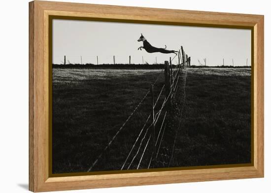 Dog Leaping Fence in Farmland-Fay Godwin-Framed Premier Image Canvas