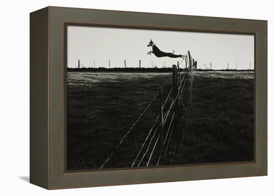 Dog Leaping Fence in Farmland-Fay Godwin-Framed Premier Image Canvas