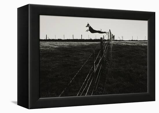 Dog Leaping Fence in Farmland-Fay Godwin-Framed Premier Image Canvas