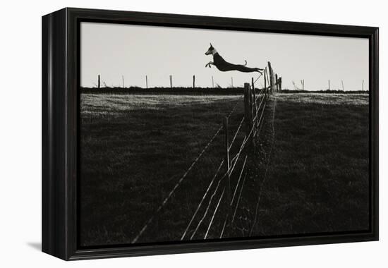 Dog Leaping Fence in Farmland-Fay Godwin-Framed Premier Image Canvas