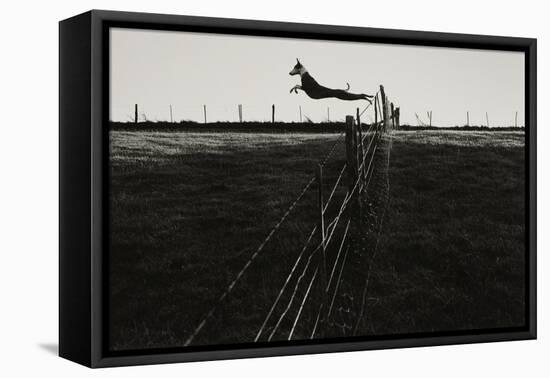 Dog Leaping Fence in Farmland-Fay Godwin-Framed Premier Image Canvas