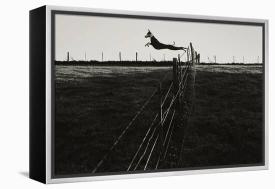 Dog Leaping Fence in Farmland-Fay Godwin-Framed Premier Image Canvas