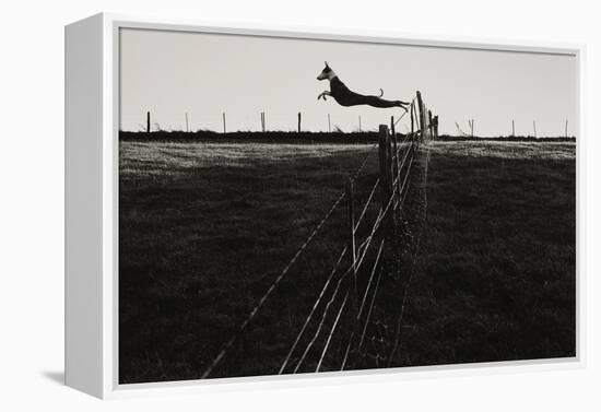 Dog Leaping Fence in Farmland-Fay Godwin-Framed Premier Image Canvas