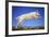 Dog Leaping-DLILLC-Framed Photographic Print