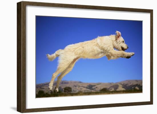 Dog Leaping-DLILLC-Framed Photographic Print