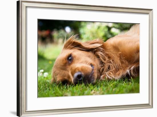 Dog Lieing on its Side Looking into the Camera-Sam Chadwick-Framed Photographic Print