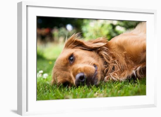 Dog Lieing on its Side Looking into the Camera-Sam Chadwick-Framed Photographic Print