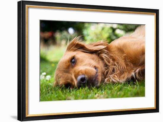 Dog Lieing on its Side Looking into the Camera-Sam Chadwick-Framed Photographic Print