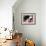 Dog on a Rug-Durwood Coffey-Framed Giclee Print displayed on a wall