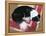 Dog on a Rug-Durwood Coffey-Framed Premier Image Canvas