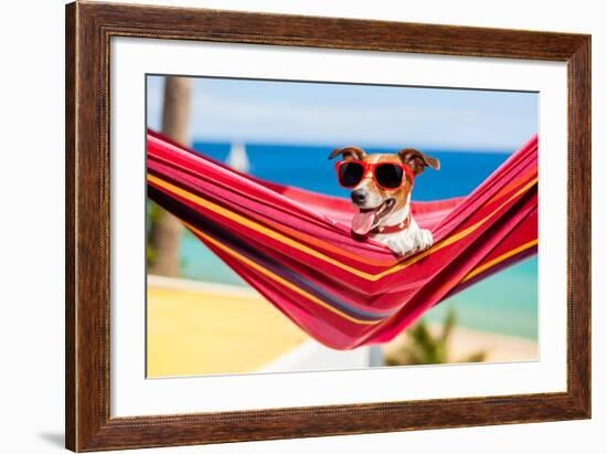 Dog on Hammock-Javier Brosch-Framed Photographic Print