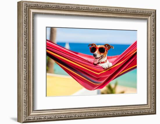 Dog on Hammock-Javier Brosch-Framed Photographic Print