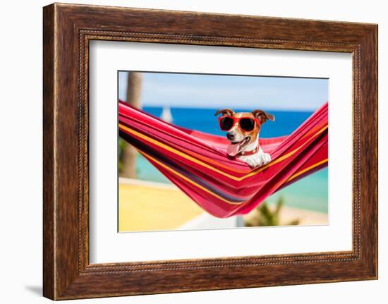 Dog on Hammock-Javier Brosch-Framed Photographic Print