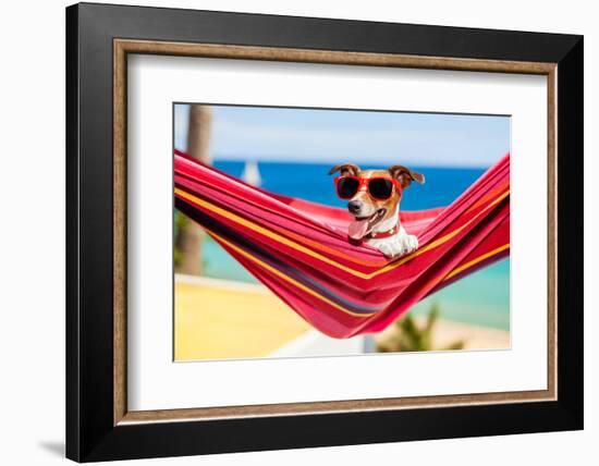 Dog on Hammock-Javier Brosch-Framed Photographic Print