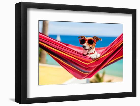 Dog on Hammock-Javier Brosch-Framed Photographic Print