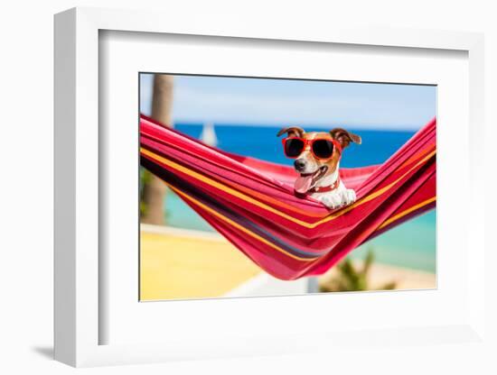 Dog on Hammock-Javier Brosch-Framed Photographic Print