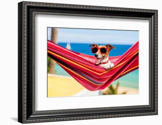 Dog on Hammock-Javier Brosch-Framed Photographic Print