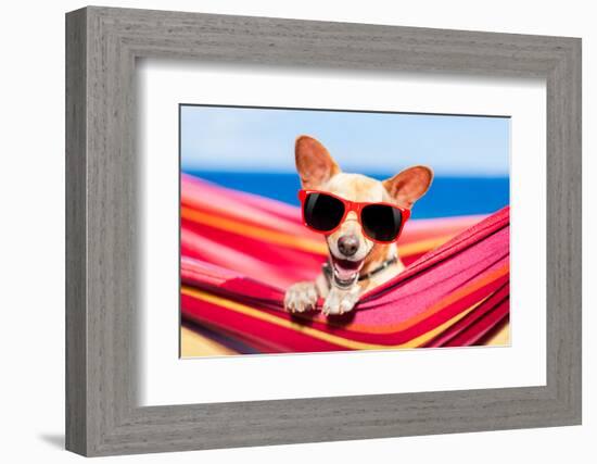 Dog on Hammock-Javier Brosch-Framed Photographic Print