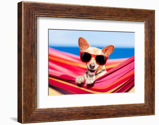Dog on Hammock-Javier Brosch-Framed Photographic Print