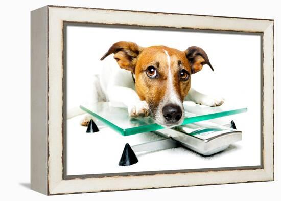 Dog on Scale-Javier Brosch-Framed Premier Image Canvas