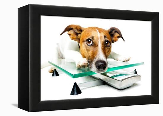 Dog on Scale-Javier Brosch-Framed Premier Image Canvas