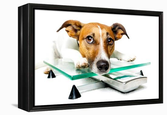 Dog on Scale-Javier Brosch-Framed Premier Image Canvas