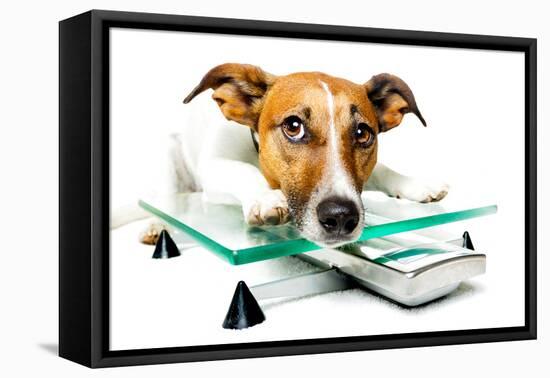 Dog on Scale-Javier Brosch-Framed Premier Image Canvas