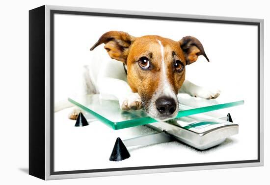 Dog on Scale-Javier Brosch-Framed Premier Image Canvas