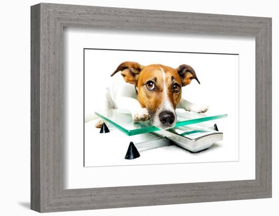 Dog on Scale-Javier Brosch-Framed Photographic Print