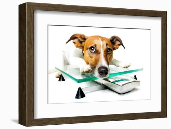 Dog on Scale-Javier Brosch-Framed Photographic Print