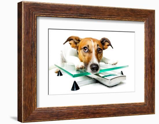 Dog on Scale-Javier Brosch-Framed Photographic Print