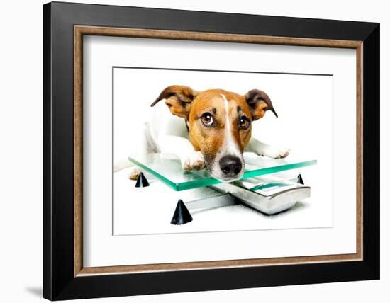 Dog on Scale-Javier Brosch-Framed Photographic Print