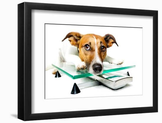 Dog on Scale-Javier Brosch-Framed Photographic Print