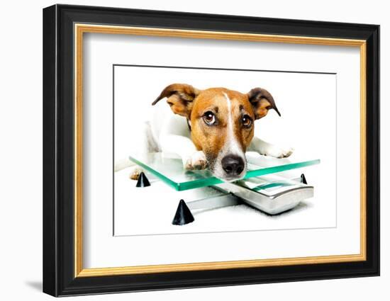 Dog on Scale-Javier Brosch-Framed Photographic Print